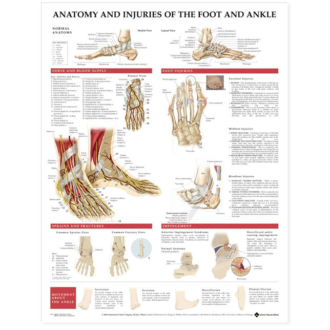 Chart – Anatomy & Injuries Of The Foot & Ankle « Medical Mart
