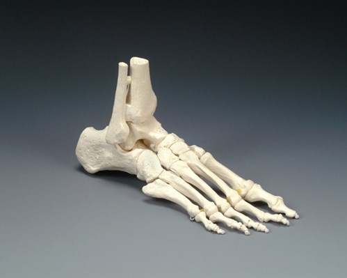 Elastic Foot Model « Medical Mart